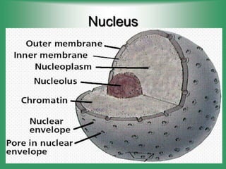 Nucleus
 