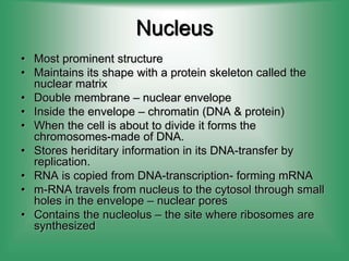 Nucleus
• Most prominent structure
• Maintains its shape with a protein skeleton called the
nuclear matrix
• Double membrane – nuclear envelope
• Inside the envelope – chromatin (DNA & protein)
• When the cell is about to divide it forms the
chromosomes-made of DNA.
• Stores heriditary information in its DNA-transfer by
replication.
• RNA is copied from DNA-transcription- forming mRNA
• m-RNA travels from nucleus to the cytosol through small
holes in the envelope – nuclear pores
• Contains the nucleolus – the site where ribosomes are
synthesized
 