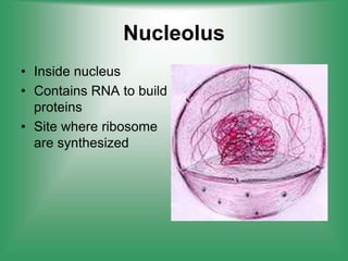 Nucleolus
• Inside nucleus
• Contains RNA to build
proteins
• Site where ribosome
are synthesized
 