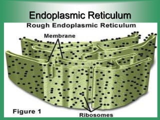 Endoplasmic Reticulum
 