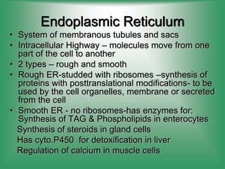 Endoplasmic Reticulum
• System of membranous tubules and sacs
• Intracellular Highway – molecules move from one
part of the cell to another
• 2 types – rough and smooth
• Rough ER-studded with ribosomes –synthesis of
proteins with posttranslational modifications- to be
used by the cell organelles, membrane or secreted
from the cell
• Smooth ER - no ribosomes-has enzymes for:
Synthesis of TAG & Phospholipids in enterocytes
Synthesis of steroids in gland cells
Has cyto.P450 for detoxification in liver
Regulation of calcium in muscle cells
 