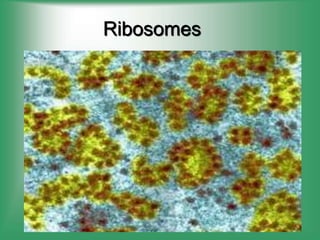 Ribosomes
 