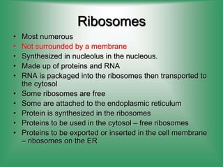 Ribosomes
• Most numerous
• Not surrounded by a membrane
• Synthesized in nucleolus in the nucleous.
• Made up of proteins and RNA
• RNA is packaged into the ribosomes then transported to
the cytosol
• Some ribosomes are free
• Some are attached to the endoplasmic reticulum
• Protein is synthesized in the ribosomes
• Proteins to be used in the cytosol – free ribosomes
• Proteins to be exported or inserted in the cell membrane
– ribosomes on the ER
 