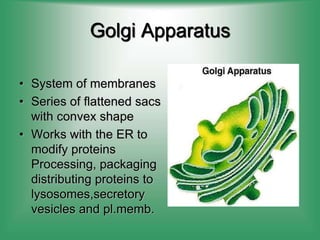 Golgi Apparatus
• System of membranes
• Series of flattened sacs
with convex shape
• Works with the ER to
modify proteins
Processing, packaging
distributing proteins to
lysosomes,secretory
vesicles and pl.memb.
 