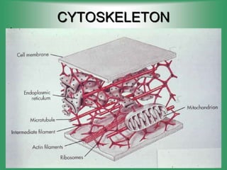 CYTOSKELETON
• .
 