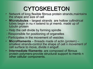 CYTOSKELETON
• Network of long flexible fibrous protein strands,maintains
the shape and size of cell
• Microtubules – largest strands are hollow cyllindrical
tubes begin in nu n extend to pl memb. made up of
tubulin protein
– Help the cell divide by forming spindle
- Responsible for positioning of organelles
- Participates in the movement of vesicles
• Microfilaments – threads made of actin (protein) –
smallest strands-control the shape of cell n movement of
cell surface to move, divide n engulf.
• Intermediate filaments- are composed of fibrous
protein polymers-provide structural support to memb n
other cellular components.
 