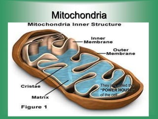 Mitochondria
They are called the
“POWER HOUSE”
of the cell
 