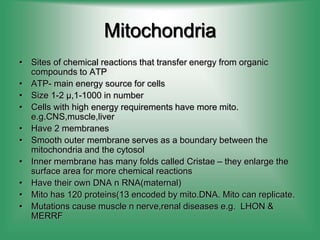 Mitochondria
• Sites of chemical reactions that transfer energy from organic
compounds to ATP
• ATP- main energy source for cells
• Size 1-2 µ,1-1000 in number
• Cells with high energy requirements have more mito.
e.g.CNS,muscle,liver
• Have 2 membranes
• Smooth outer membrane serves as a boundary between the
mitochondria and the cytosol
• Inner membrane has many folds called Cristae – they enlarge the
surface area for more chemical reactions
• Have their own DNA n RNA(maternal)
• Mito has 120 proteins(13 encoded by mito.DNA. Mito can replicate.
• Mutations cause muscle n nerve,renal diseases e.g. LHON &
MERRF
 