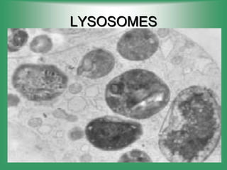 LYSOSOMES
 