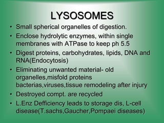 LYSOSOMES
• Small spherical organelles of digestion.
• Enclose hydrolytic enzymes, within single
membranes with ATPase to keep ph 5.5
• Digest proteins, carbohydrates, lipids, DNA and
RNA(Endocytosis)
• Eliminating unwanted material- old
organelles,misfold proteins
bacterias,viruses,tissue remodeling after injury
• Destroyed compt. are recycled
• L.Enz Defficiency leads to storage dis, L-cell
disease(T.sachs,Gaucher,Pompaei diseases)
 