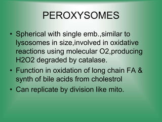 PEROXYSOMES
• Spherical with single emb.,similar to
lysosomes in size,involved in oxidative
reactions using molecular O2,producing
H2O2 degraded by catalase.
• Function in oxidation of long chain FA &
synth of bile acids from cholestrol
• Can replicate by division like mito.
 