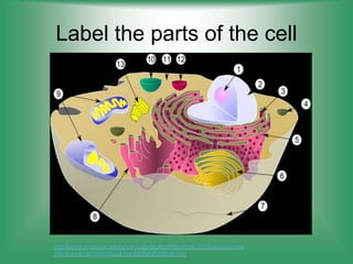 Label the parts of the cell
http://www.phschool.com/atschool/phbio/activities/cbd-3072/simbase.htm
http://www.harcourtschool.com/activity/cell/cell.htm
 