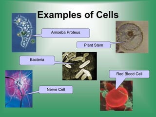 Examples of Cells
Amoeba Proteus
Plant Stem
Red Blood Cell
Nerve Cell
Bacteria
 