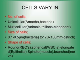 CELLS VARY IN
• No. of cells;
• Unicellular(Amoeba,bacteria)
• Multicellular(Animals-trillions-elepphant)
• Size of cells;
• 0.1-0.5µm(bacteria) to170x130mm(ostrich)
• Shape of cells;
• Round(RBC’s),spherical(WBC,s),elongate
d(Epithelial),Spindle(muscle),branched(ner
ve)
 