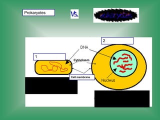 1
2
Prokaryotes
Cell membrane
Cytoplasm
 