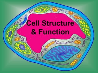 Cell Structure
& Function
 