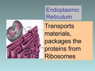Endoplasmic Reticulum Transports materials, packages the proteins from Ribosomes 