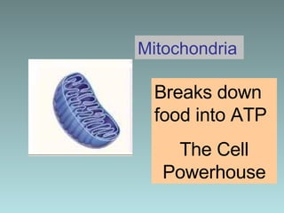 Mitochondria Breaks down food into ATP  The Cell Powerhouse 
