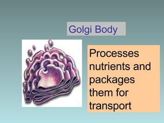 Golgi Body Processes nutrients and packages them for transport 