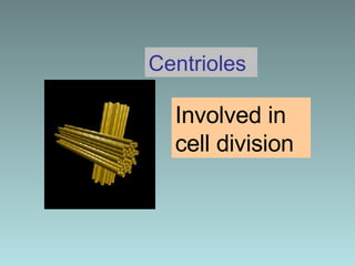 Centrioles Involved in cell division 