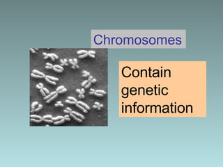 Contain genetic information Chromosomes 
