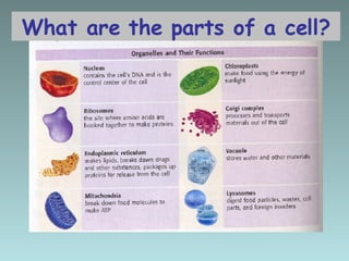 What are the parts of a cell? 