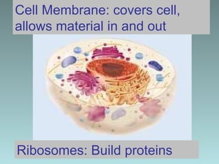 Cell Membrane: covers cell, allows material in and out Ribosomes: Build proteins 