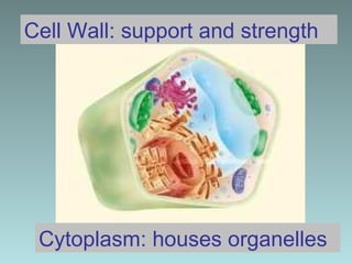 Cell Wall: support and strength Cytoplasm: houses organelles  