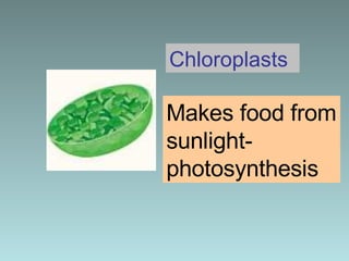Chloroplasts Makes food from sunlight-photosynthesis 