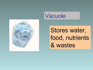 Vacuole Stores water, food, nutrients & wastes 