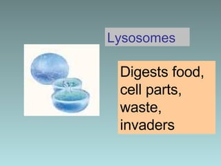 Lysosomes Digests food, cell parts, waste, invaders 