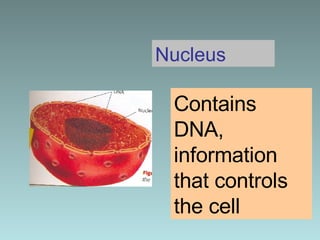 Nucleus Contains DNA, information that controls the cell 