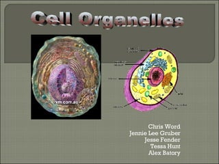 Chris Word Jennie Lee Gruber Jesse Fender Tessa Hunt Alex Batory Cell Organelles 