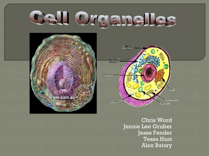 Cell Organelles
