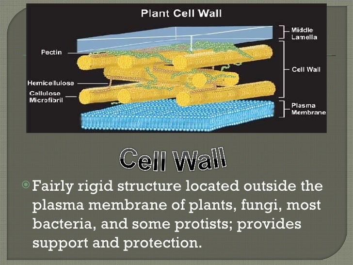 cell-organelles