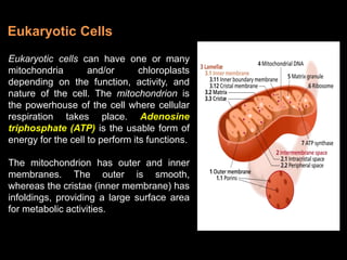 Eukaryotic cells can have one or many
mitochondria and/or chloroplasts
depending on the function, activity, and
nature of the cell. The mitochondrion is
the powerhouse of the cell where cellular
respiration takes place. Adenosine
triphosphate (ATP) is the usable form of
energy for the cell to perform its functions.
The mitochondrion has outer and inner
membranes. The outer is smooth,
whereas the cristae (inner membrane) has
infoldings, providing a large surface area
for metabolic activities.
Eukaryotic Cells
 