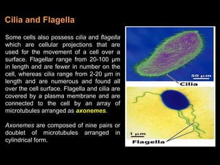 Some cells also possess cilia and flagella
which are cellular projections that are
used for the movement of a cell over a
surface. Flagellar range from 20-100 µm
in length and are fewer in number on the
cell, whereas cilia range from 2-20 µm in
length and are numerous and found all
over the cell surface. Flagella and cilia are
covered by a plasma membrane and are
connected to the cell by an array of
microtubules arranged as axonemes.
Axonemes are composed of nine pairs or
doublet of microtubules arranged in
cylindrical form.
Cilia and Flagella
 