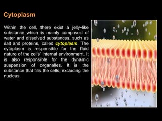 Within the cell, there exist a jelly-like
substance which is mainly composed of
water and dissolved substances, such as
salt and proteins, called cytoplasm. The
cytoplasm is responsible for the fluid
nature of the cells’ internal environment. It
is also responsible for the dynamic
suspension of organelles. It is the
substance that fills the cells, excluding the
nucleus.
Cytoplasm
 