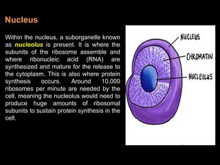 Within the nucleus, a suborganelle known
as nucleolus is present. It is where the
subunits of the ribosome assemble and
where ribonucleic acid (RNA) are
synthesized and mature for the release to
the cytoplasm. This is also where protein
synthesis occurs. Around 10,000
ribosomes per minute are needed by the
cell, meaning the nucleolus would need to
produce huge amounts of ribosomal
subunits to sustain protein synthesis in the
cell.
Nucleus
 