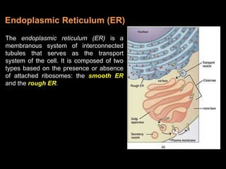 The endoplasmic reticulum (ER) is a
membranous system of interconnected
tubules that serves as the transport
system of the cell. It is composed of two
types based on the presence or absence
of attached ribosomes: the smooth ER
and the rough ER.
Endoplasmic Reticulum (ER)
 
