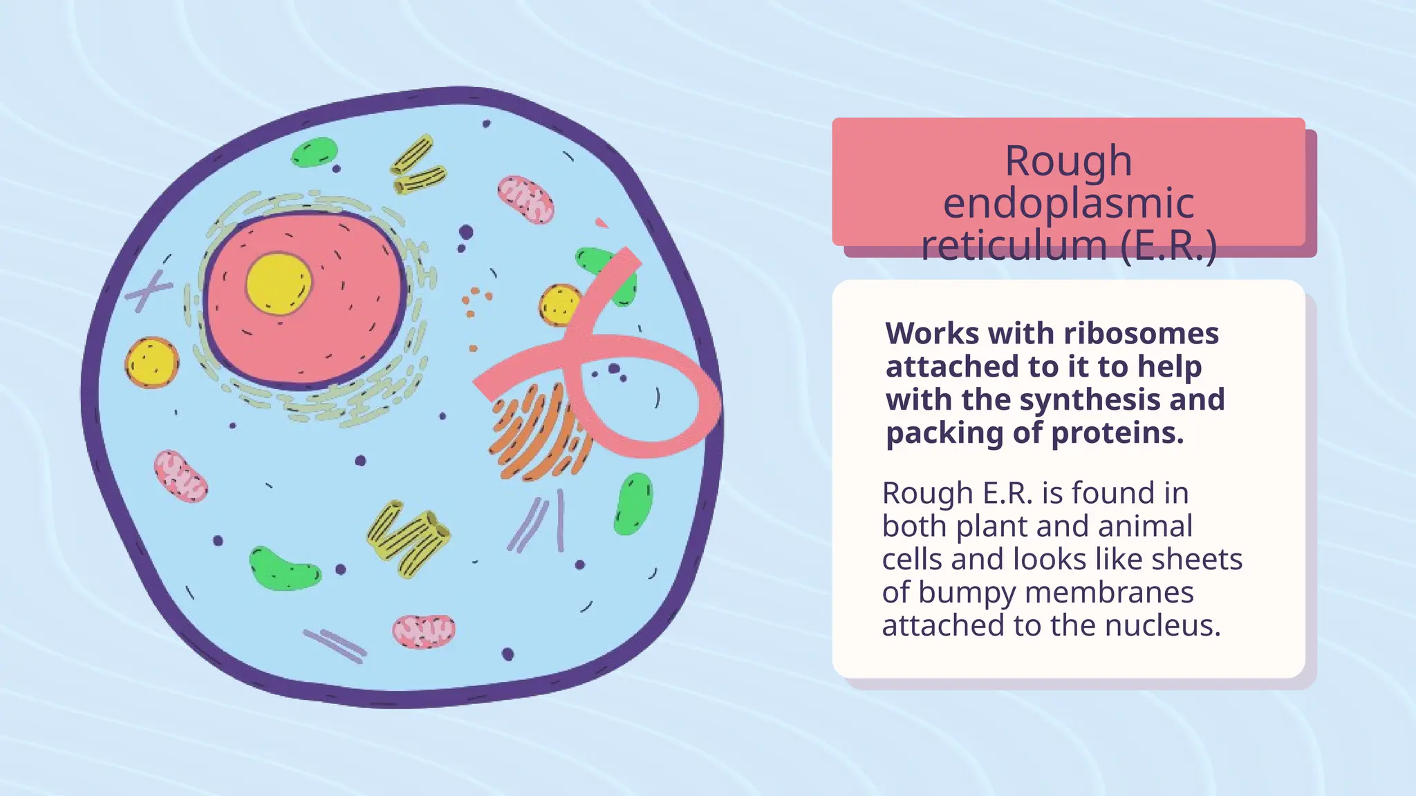 Cell-Organelles-Structures-Lesson-Presentation-in-Blue-and-Pink-Hand ...