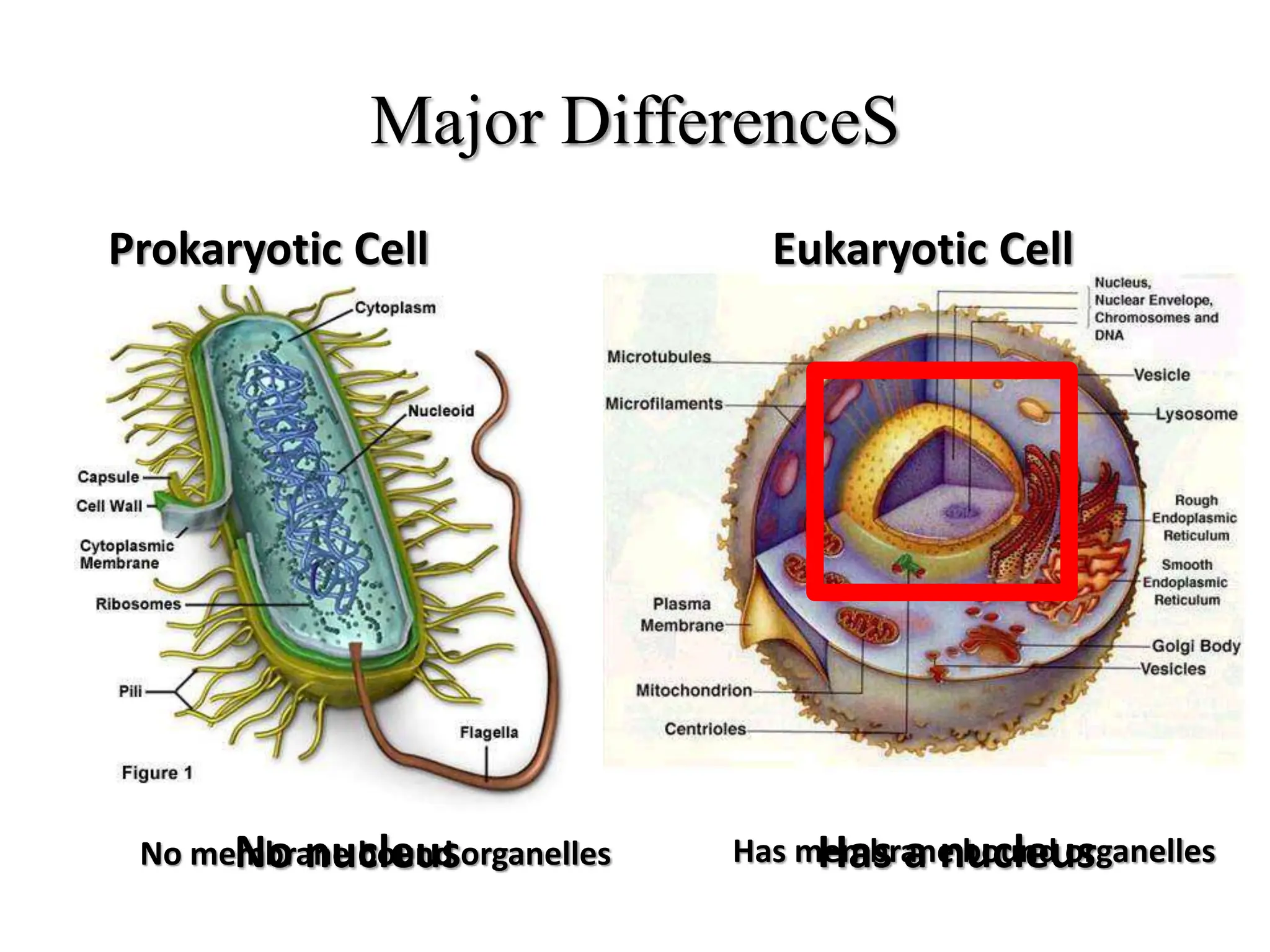No membrane bound organelles Has membrane bound organelles
Major DifferenceS
Prokaryotic Cell Eukaryotic Cell
No nucleus Has a nucleus
 