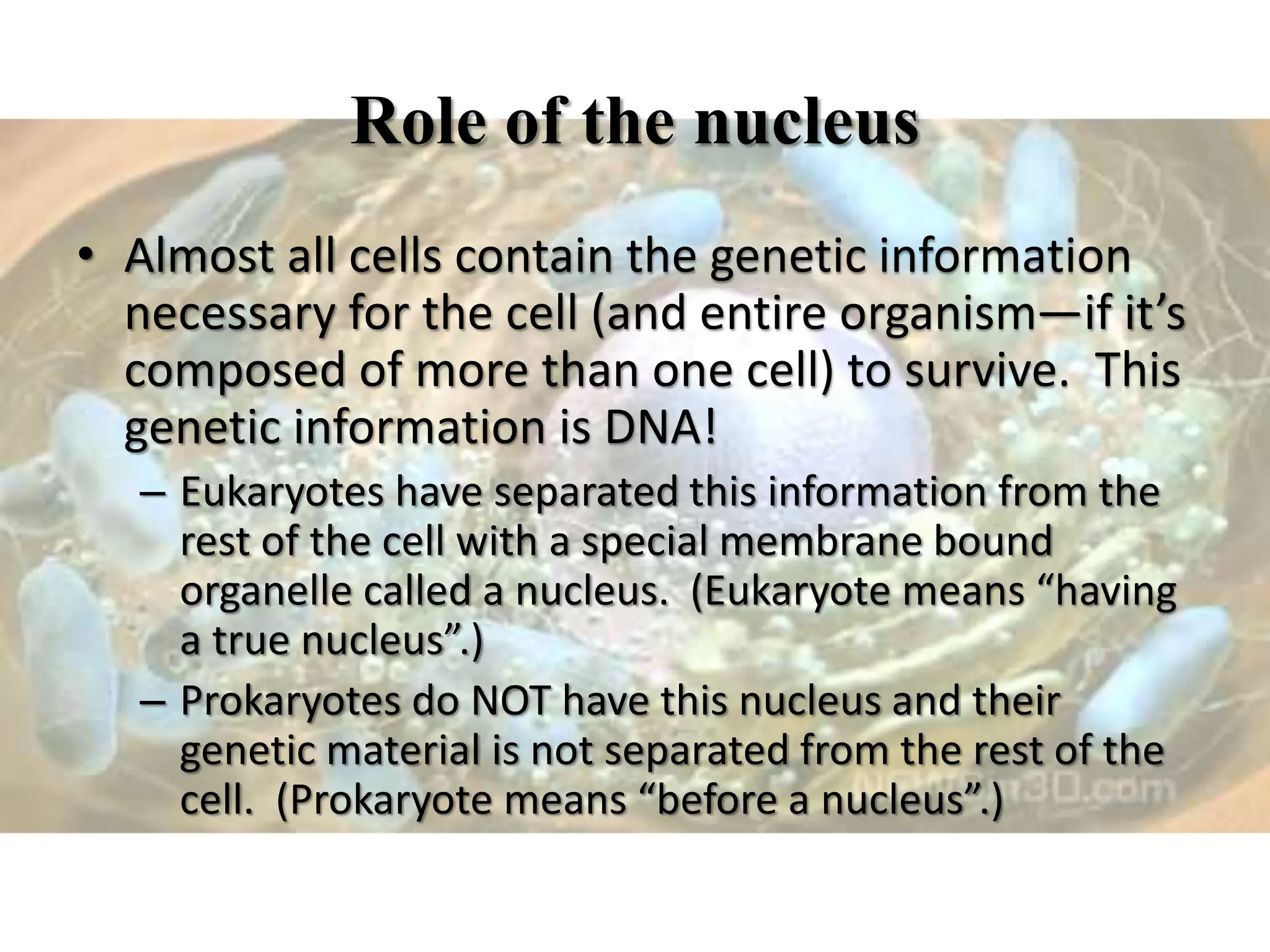 Role of the nucleus
• Almost all cells contain the genetic information
necessary for the cell (and entire organism—if it’s
composed of more than one cell) to survive. This
genetic information is DNA!
– Eukaryotes have separated this information from the
rest of the cell with a special membrane bound
organelle called a nucleus. (Eukaryote means “having
a true nucleus”.)
– Prokaryotes do NOT have this nucleus and their
genetic material is not separated from the rest of the
cell. (Prokaryote means “before a nucleus”.)
 