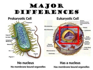No membrane bound organelles
No membrane bound organelles Has membrane bound organelles
Has membrane bound organelles
Major
Major
DifferenceS
DifferenceS
Prokaryotic Cell
Prokaryotic Cell Eukaryotic Cell
Eukaryotic Cell
No nucleus
No nucleus Has a nucleus
Has a nucleus
 