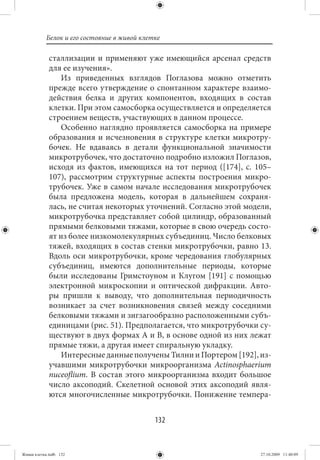 Белок и его состояние в живой клетке

             сталлизации и применяют уже имеющийся арсенал средств
             для ее изучения».
                 Из приведенных взглядов Поглазова можно отметить
             прежде всего утверждение о спонтанном характере взаимо-
             действия белка и других компонентов, входящих в состав
             клетки. При этом самосборка осуществляется и определяется
             строением веществ, участвующих в данном процессе.
                 Особенно наглядно проявляется самосборка на примере
             образования и исчезновения в структуре клетки микротру-
             бочек. Не вдаваясь в детали функциональной значимости
             микротрубочек, что достаточно подробно изложил Поглазов,
             исходя из фактов, имеющихся на тот период ([174], с.  105–
             107), рассмотрим структурные аспекты построения микро-
             трубочек. Уже в самом начале исследования микротрубочек
             была предложена модель, которая в дальнейшем сохраня-
             лась, не считая некоторых уточнений. Согласно этой модели,
             микротрубочка представляет собой цилиндр, образованный
             прямыми белковыми тяжами, которые в свою очередь состо-
             ят из более низкомолекулярных субъединиц. Число белковых
             тяжей, входящих в состав стенки микротрубочки, равно 13.
             Вдоль оси микротрубочки, кроме чередования глобулярных
             субъединиц, имеются дополнительные периоды, которые
             были исследованы Гримстоуном и Клугом [191] с помощью
             электронной микроскопии и оптической дифракции. Авто-
             ры пришли к выводу, что дополнительная периодичность
             возникает за счет возникновения связей между соседними
             белковыми тяжами и зигзагообразно расположенными субъ-
             единицами (рис. 51). Предполагается, что микротрубочки су-
             ществуют в двух формах А и В, в основе одной из них лежат
             прямые тяжи, а другая имеет спиральную укладку.
                 Интересные данные получены Тилни и Портером [192], из-
             учавшими микротрубочки микроорганизма Actinosphaerium
             nuceoflium. В состав этого микроорганизма входит большое
             число аксоподий. Скелетной основой этих аксоподий явля-
             ются многочисленные микротрубочки. Понижение темпера-


                                             132


Живая клетка.indb 132                                               27.10.2009 11:40:09
 