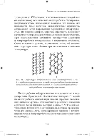 Белок и его состояние в живой клетке

             туры среды до 4°С приводит к исчезновению аксоподий и к
             одновременному исчезновению микротрубочек. Электронно-
             микроскопическое исследование показало, что вместо них
             появляются более короткие цилиндрические фрагменты,
             обладающие четко выраженной периодичной исчерченно-
             стью. По мнению авторов, короткие фрагменты возникают
             в результате спирализации белковых тяжей микротрубочек.
             При восстановлении комнатной температуры аксоподии
             и микротрубочки возвращаются в нормальное состояние.
             Стоит вспомнить данные, изложенные выше, об измене-
             нии структуры самих белков при аналогичном изменении
             температуры.




                                       1                   2
                Рис. 51. Структура поверхностного слоя микротрубочек [174]:
                1 — продольное расположение тяжей в микротрубочке (штриховыми
                линиями показаны более слабые связи); 2 — возможное перераспределе-
                             ние субъединиц в зигзагообразную линию.

                Микротрубочки обнаруживаются и в цитоплазме в виде
             дискретных образований, объединенных попарно. От одной
             из микротрубочек каждой пары отходят отростки, получив-
             шие названия «ручек», возникающих в результате линейной
             агрегации белка дайнина, который обладает АТФ-азной ак-
             тивностью. Вспомните о митохондриях, которые предназна-
             чены для синтеза АТФ. Полимеризация дайнина и прикре-
             пление ручек к микротрубочке также происходит спонтанно
             (самосборка).


                                               133


Живая клетка.indb 133                                                            27.10.2009 11:40:09
 