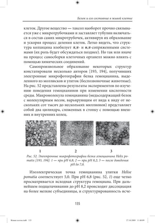 Белок и его состояние в живой клетке

             клеток. Другое вещество — таксол наоборот прочно связыва-
             ется уже с микротрубочками и заставляет тубулин включать-
             ся в состав самих микротрубочек, активируя их образование
             и ускоряя процесс деления клеток. Легко видеть, что струк-
             тура колхицина изобилует π,π- и n,π-сопряженными систе-
             мами (их роль будет обсуждаться позднее). Но так или иначе
             на процесс самосборки клеточных органелл можно влиять с
             помощью химических соединений.
                 Самопроизвольное образование некоторых структур
             констатировали несколько авторов [193, 194], получивших
             электронные микрофотографии белка гемоцианина, выде-
             ленного из моллюсков и улиток (беспозвоночные животные).
             На рис. 52 представлены результаты экспериментов по изуче-
             нию поведения гемоцианинов при изменении кислотности
             среды. Макромолекула гемоцианина (медьсодержащий белок
             с молекулярным весом, варьирующим от вида к виду от не-
             скольких сот тысяч до нескольких миллионов) представляет
             собой два цилиндра, сложенных в стопку с помощью внеш-
             них и внутренних колец.




                        1                       2                        3
                Рис. 52. Электронные микрофотографии белка гемоцианина Helix po-
                matix [193, 194]: 1 — при рН 6,8; 2 — при рН 8,2; 3 — после доведения
                                              рН до 7,0.

                Изоэлектрическая точка гемоцианина улитки Helise
             pomatia соответствует 5,0. При рН 6,8 (рис. 52, 1) еще четко
             просматривается исходная структура гемоциана. При даль-
             нейшем подщелачивании до рН 8,2 происходит диссоциация
             на более мелкие субъединицы, и структурированность исче-


                                                135


Живая клетка.indb 135                                                               27.10.2009 11:40:09
 
