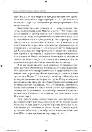 Белок и его состояние в живой клетке

             зает (рис. 52, 2). Возвращение к исходной кислотности приво-
             дит к восстановлению структуры (рис. 52, 3). При этом четко
             видно, что структура исходного и реконструированного бел-
             ков одинакова.
                 Экспериментальные результаты и теоретические рас-
             четы, выполненные Диаз-Морено с сотр. [195], также сви-
             детельствуют о самопроизвольном образовании белковых
             комплексов. Было исследовано образование комплекса меж-
             ду пластоцианином и цитохромом f. Интерпретируя хими-
             ческие сдвиги, вызываемые железом гема и амидами ядра
             пластоцианина, определяли ориентацию пластоцианина по
             отношению к цитохрому f. При этом достигнуто разрешение
             1,3 Å. Показано, что гидрофобная часть молекулы, окружаю-
             щая тирозин в цитохроме f, «поглощает» гидрофобную часть
             пластоцианина. Имеет место комплементарность зарядов на
             оболочках цитохрома f и пластоцианина, что определяет на-
             правленность присоединения одного белка к другому.
                 В то же время аналогичный комплекс, образуемый бел-
             ками растения Phonmidium, отличается от вышеописанного.
             Это означает, что электростатические и гидрофобные взаи-
             модействия по-разному сбалансированы у названных живых
             организмов. На рис. 53 (см. цветную вклейку с. 185) изображе-
             на форма комплекса, о котором идет речь. Сразу же обраща-
             ем внимание на сложную пространственную конфигурацию
             образовавшегося комплекса, что, естественно, определяет,
             какие компоненты и в каком месте смогут присоединяться,
             образуя все более и более сложные образования. Кроме того
             возникающий комплекс не стабилен: он распадается через
             10 миллисекунд.
                 Если поворачивать рассматриваемое молекулярное об-
             разование вокруг вертикальной оси на 90°, то можно видеть
             комплекс со всех сторон. Следует обратить внимание на то,
             что рельеф его поверхности очень сложен. Сходную карти-
             ну можно наблюдать, если обратиться к современным дан-
             ным [196], демонстрирующим структуру актина.


                                             136


Живая клетка.indb 136                                                  27.10.2009 11:40:09
 