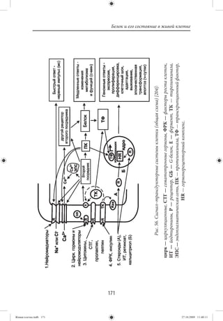 Живая клетка.indb 171
                        171
                                       Рис. 56. Сигнал–трансдукторные системы клетки (общая схема) [204]:
                              цирк — циркуляционные, СТГ — соматотронные гормоны, ФРК — факторы роста клеток,
                              ИТ — йодтиронины, Р — рецептор, GБ — G-белок, Е — фермент, ТК — тирозинкиназа,
                              ЭПС — эндоплазматическая сеть, ПК — протеинкиназа, ТФ — транскрипционный фактор,
                                                      НR — гормонорецепторный комплекс.
                                                                                                                 Белок и его состояние в живой клетке




27.10.2009 11:40:11
 