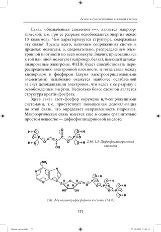 Белок и его состояние в живой клетке

                 Связь, обозначенная символом «~», является макроэр-
             гической, т. е. при ее разрыве освобождается энергия около
             10 ккал/моль. Чем характеризуется структура, содержащая
             эту связь? Прежде всего, наличием сопряженных систем в
             пределах молекулы, а, следовательно, распределением элек-
             тронной плотности по всей молекуле. Значит, присоединяясь
             к той или иной молекуле (например, белка), имеющей делока-
             лизированые электроны, ФЕПК будет способствовать пере-
             распределению электронной плотности, и тогда связь между
             кислородом и фосфором (двумя электроотрицательными
             элементами) неизбежно окажется наиболее ослабленной
             за счет делокализации электронов, что ведет к ее разрыву с
             освобождением энергии. Несколько более сложной является
             структура креатинфосфата:
                 Здесь связь азот–фосфор окружена n,π-сопряженными
             системами, т. е. присутствует повышенная делокализация
             по этой связи, что определяет направленность гидролиза.
             Макроэргическая связь имеется еще в одном сравнительно
             простом веществе — дифосфоглицериновой кислоте:




                                                2.80. 1,3–Дифосфоглицериновая
                                                            кислота




                        2.81. Аденозинтрифосфорная кислота (АТФ)


                                          175


Живая клетка.indb 175                                                      27.10.2009 11:40:11
 